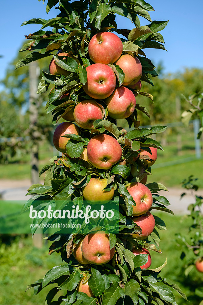 593140 - Säulenapfel (Malus x domestica 'Jucunda')