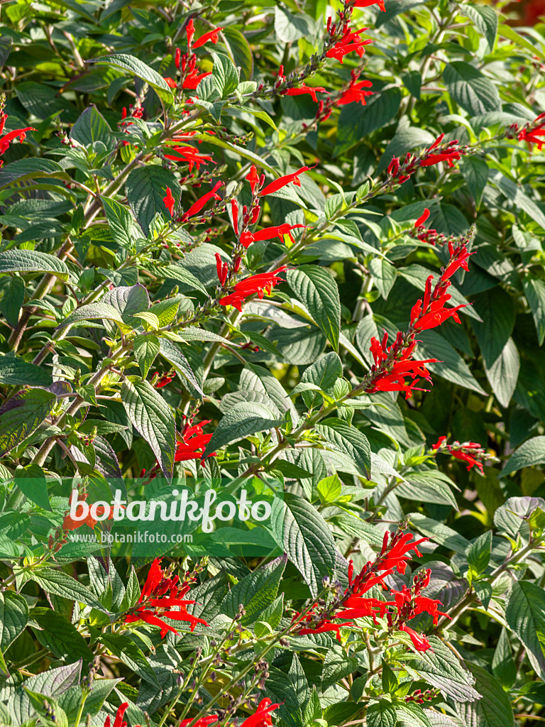442104 - Sage (Salvia)