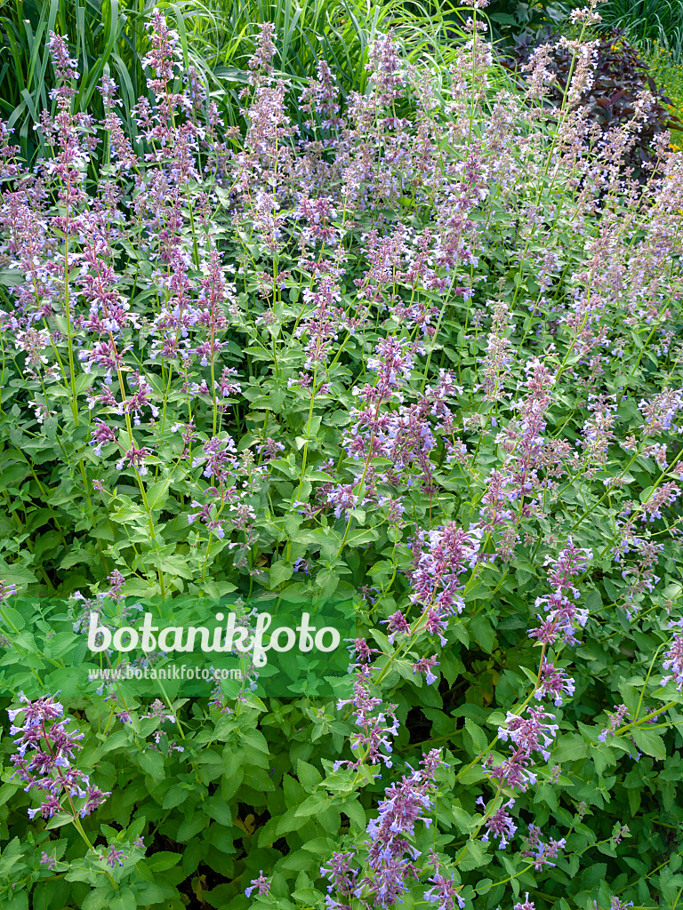 449025 - Sage (Salvia)