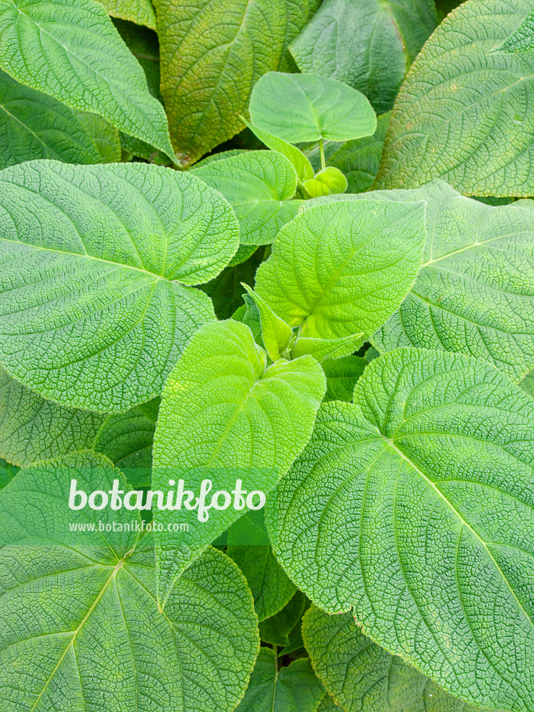 450044 - Sage (Salvia)