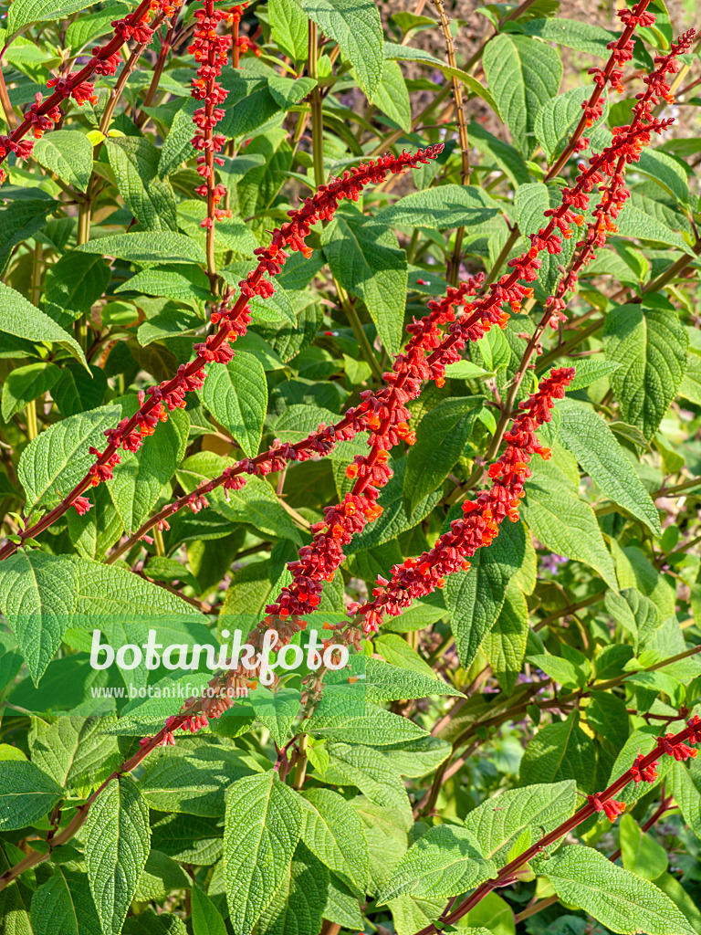 453056 - Sage (Salvia confertifolia)
