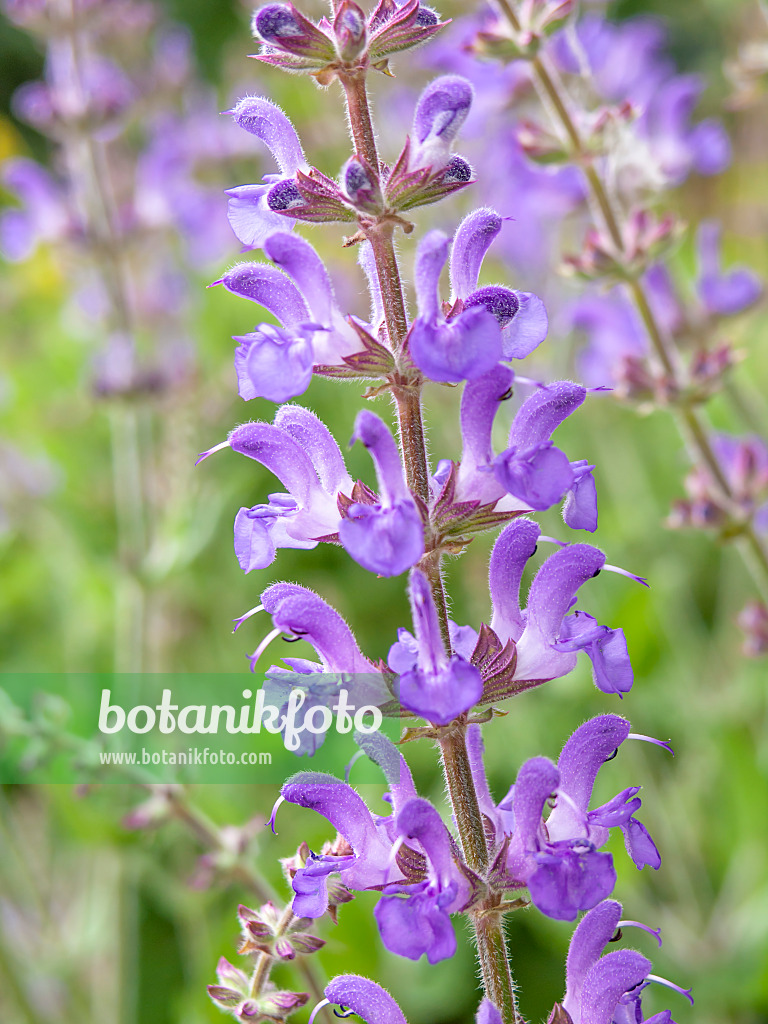 427024 - Sage (Salvia grandiflora)
