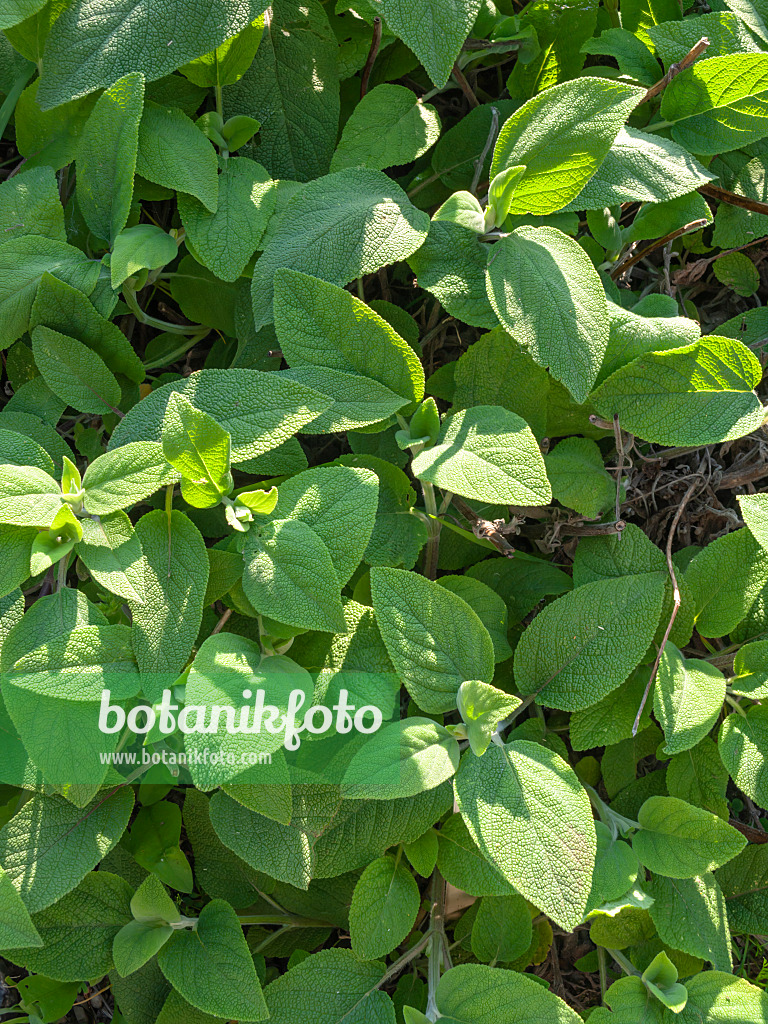438218 - Sage (Salvia grandiflora)