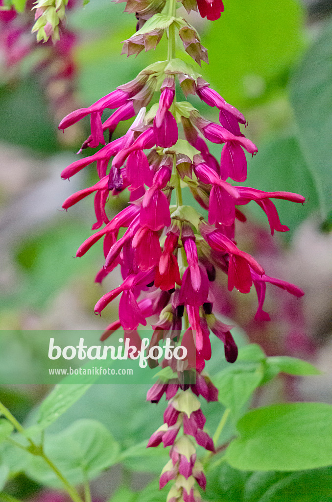 553028 - Sage (Salvia gravida)