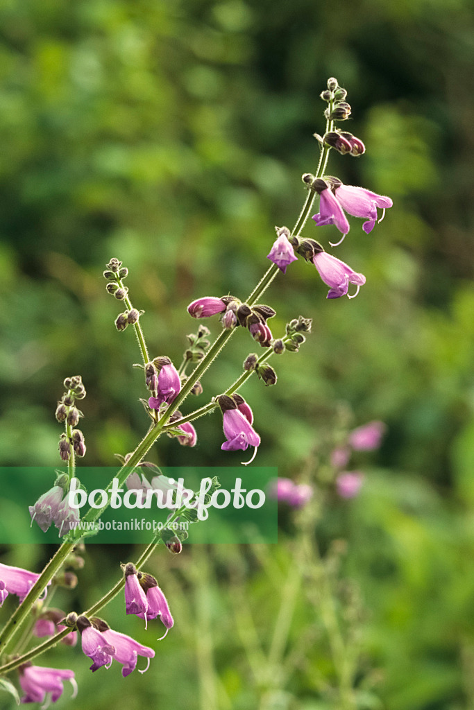 391046 - Sage (Salvia hians)
