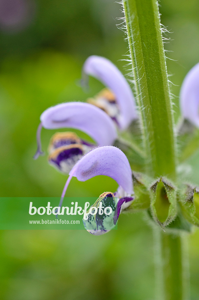 496002 - Sage (Salvia indica)