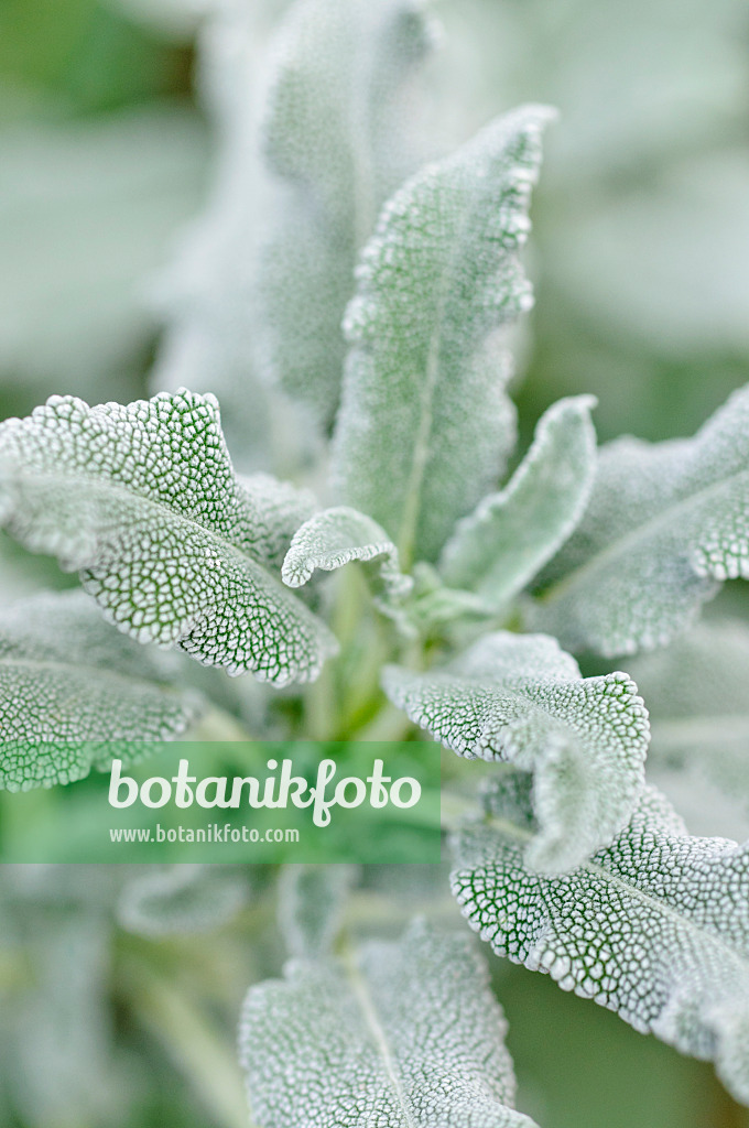 469012 - Sage (Salvia pomifera)