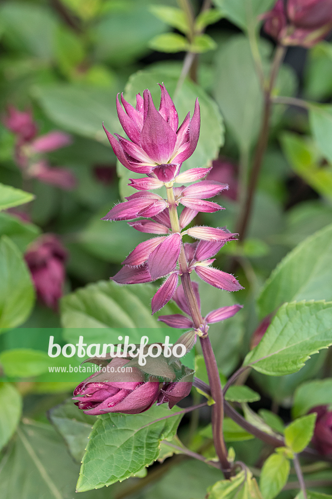 664418 - Sage (Salvia x cultorum 'Love and Wishes')
