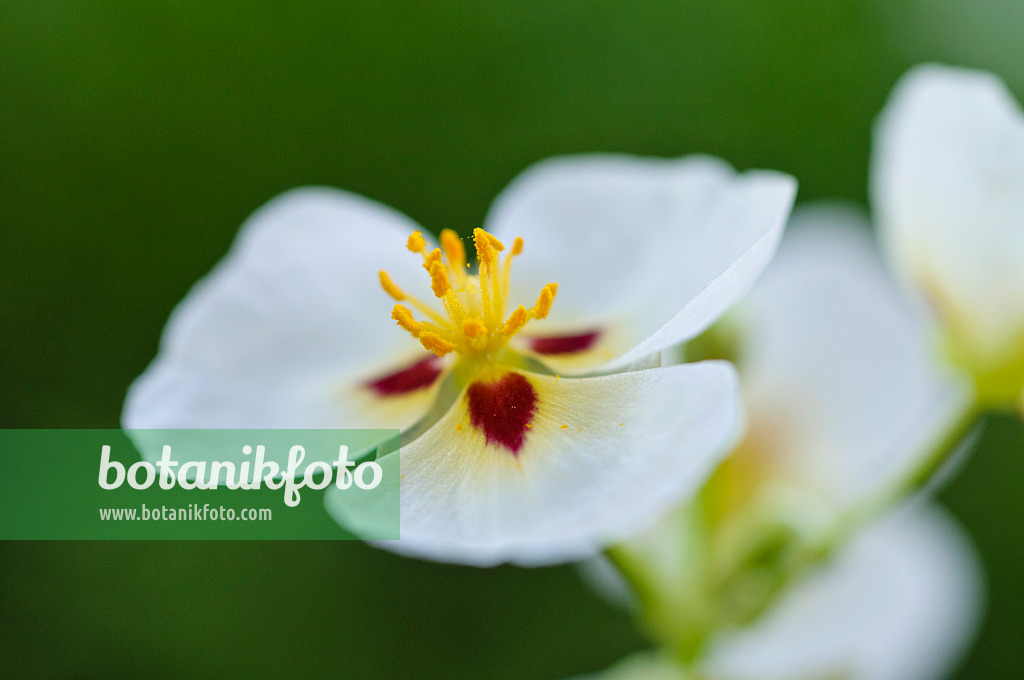 481048 - Sagittaire de Montevideo (Sagittaria montevidensis)
