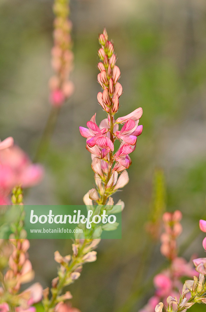 534007 - Sainfoin (Onobrychis)