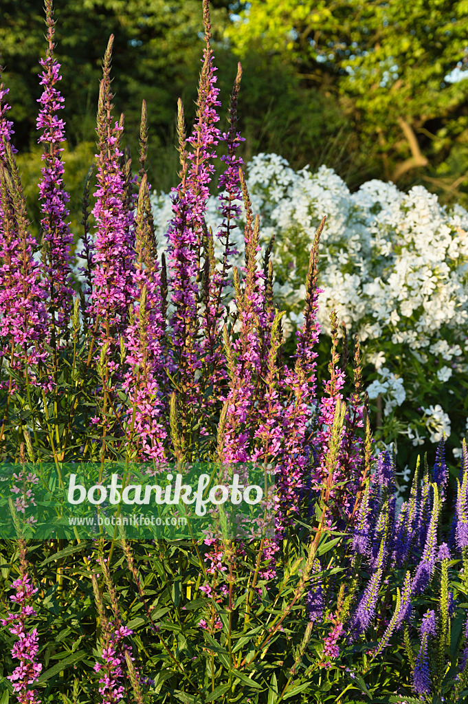 510105 - Salicaire commune (Lythrum salicaria) et phlox paniculé (Phlox paniculata)