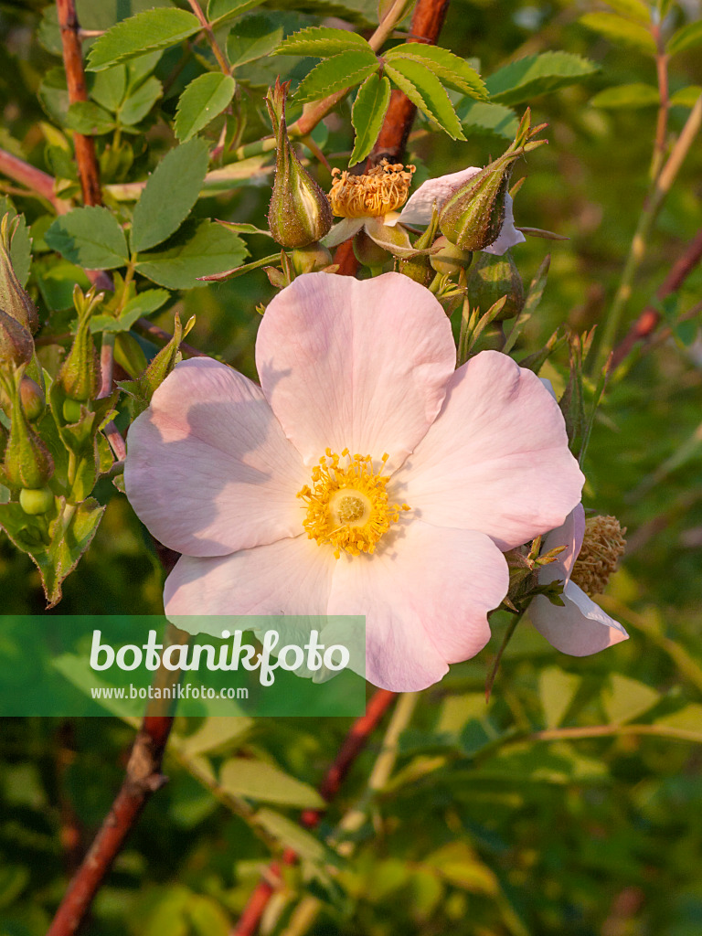 402037 - Samarkand-Rose (Rosa maracandica)