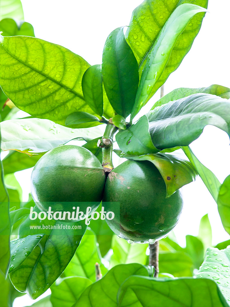 434064 - Samoa-Gardenie (Tabernaemontana holstii)