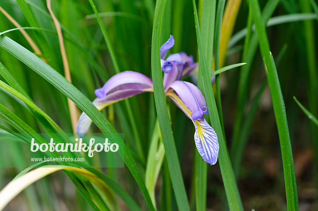 472067 - Sand iris (Iris humilis)
