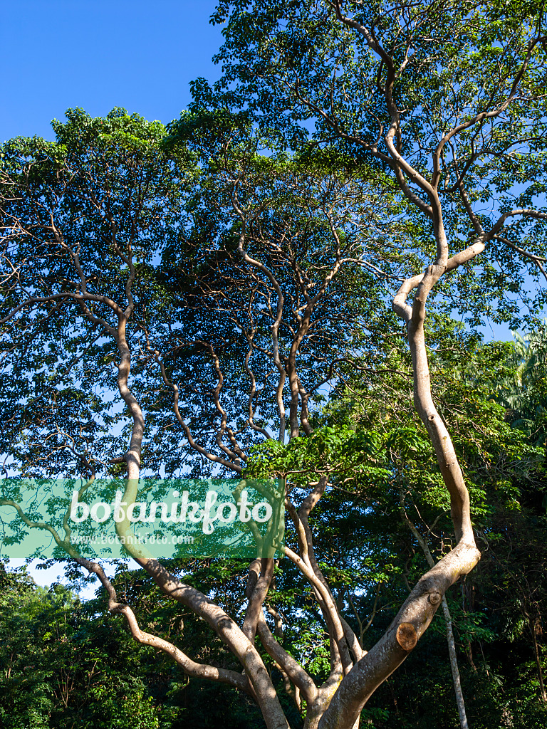 434285 - Sandbox tree (Hura crepitans)