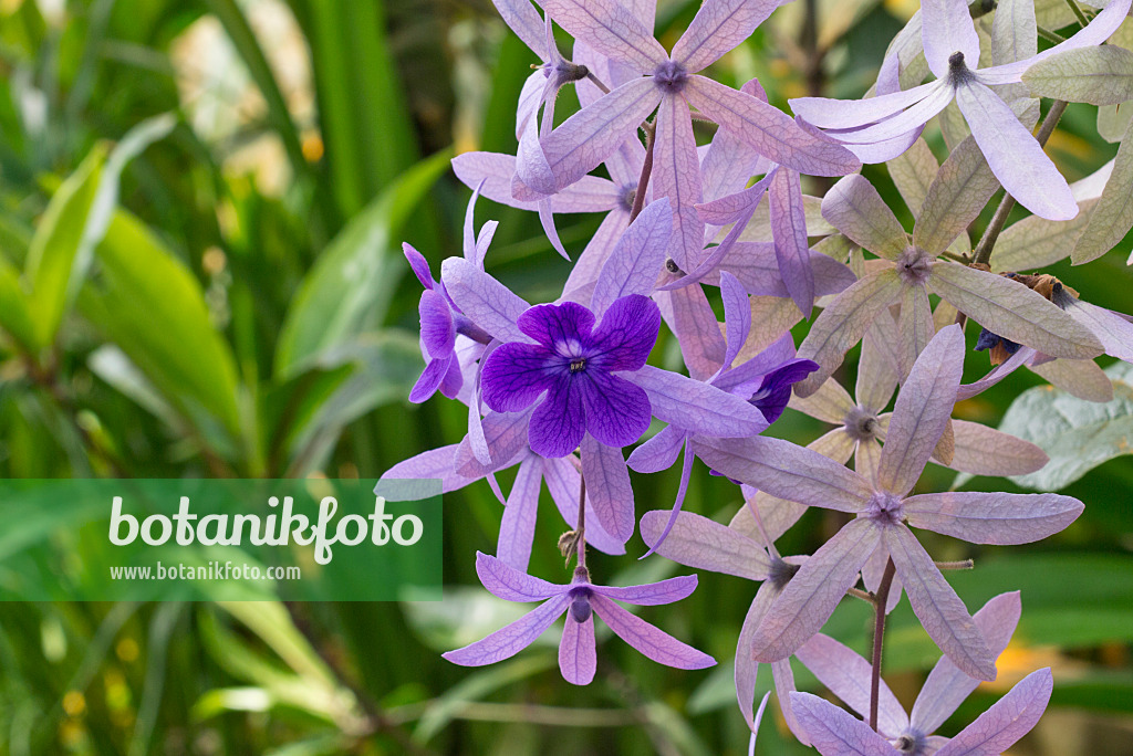570054 - Sandpaper vine (Petrea volubilis)