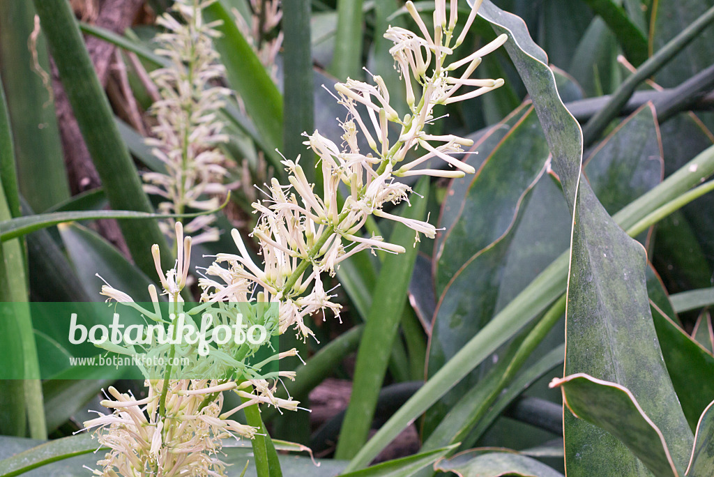 566100 - Sansevieria senegambica