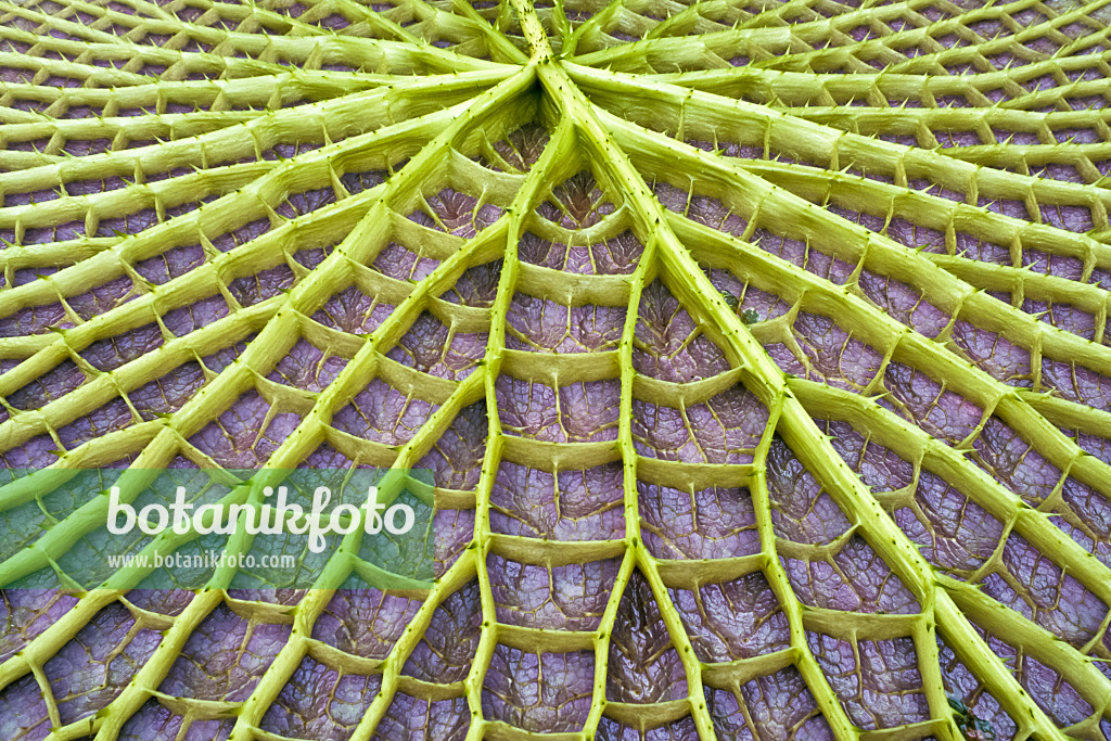 367015 - Santa Cruz water lily (Victoria cruziana)