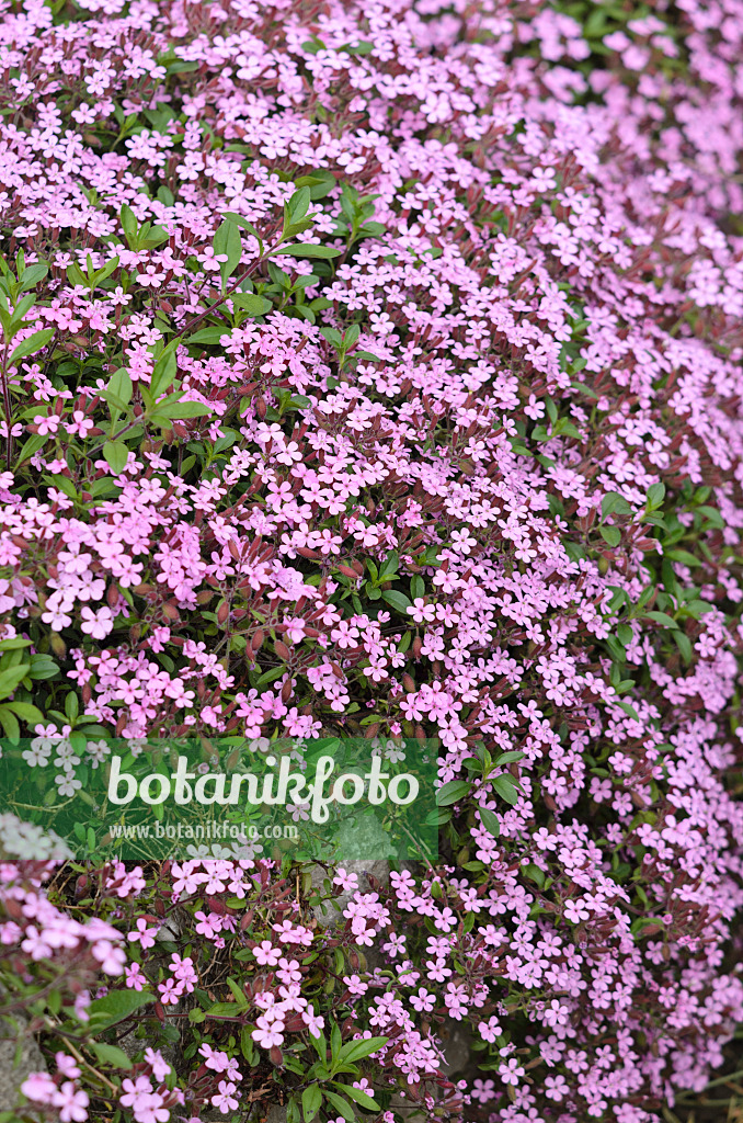 545025 - Saponaire de Montpellier (Saponaria ocymoides)