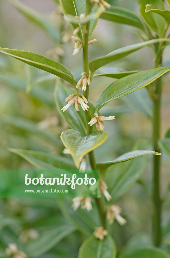 541009 - Sarcocoque (Sarcococca confusa)