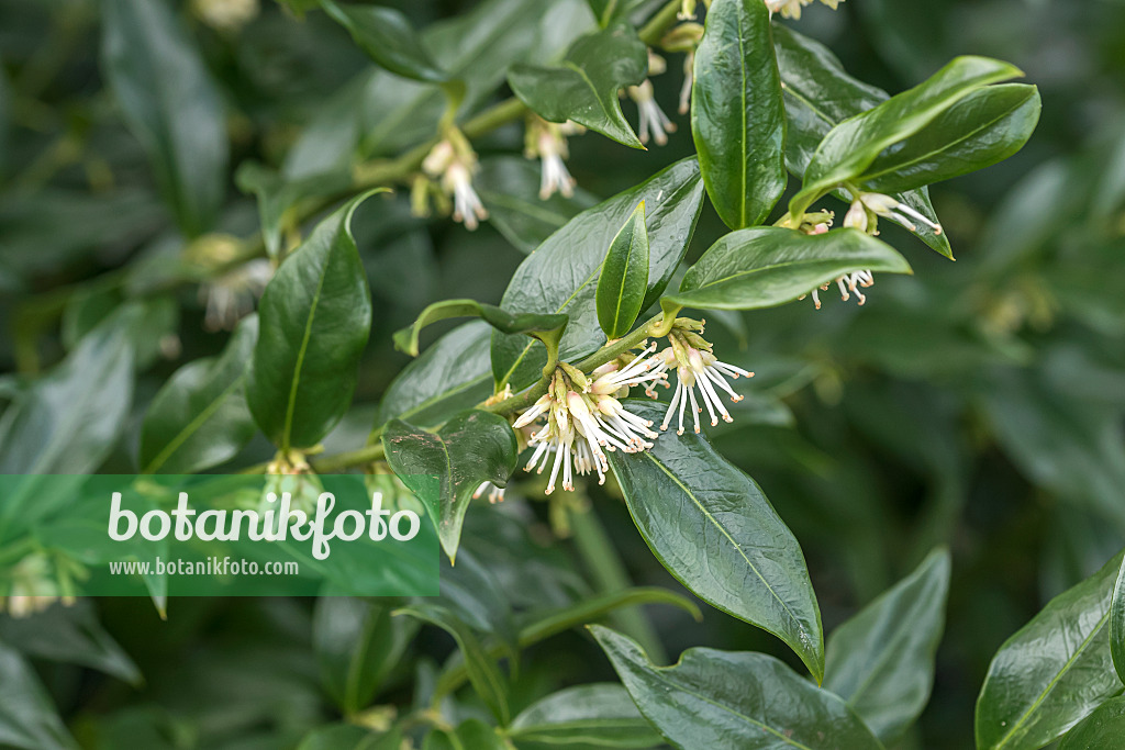 625373 - Sarcocoque (Sarcococca confusa)