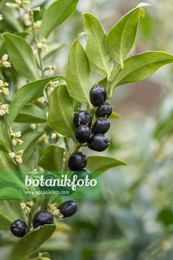 651515 - Sarcocoque (Sarcococca confusa)