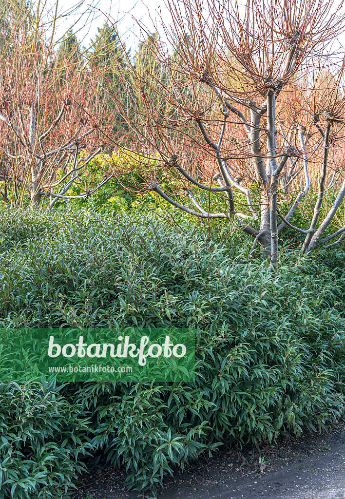 675370 - Sarcocoque (Sarcococca hookeriana)