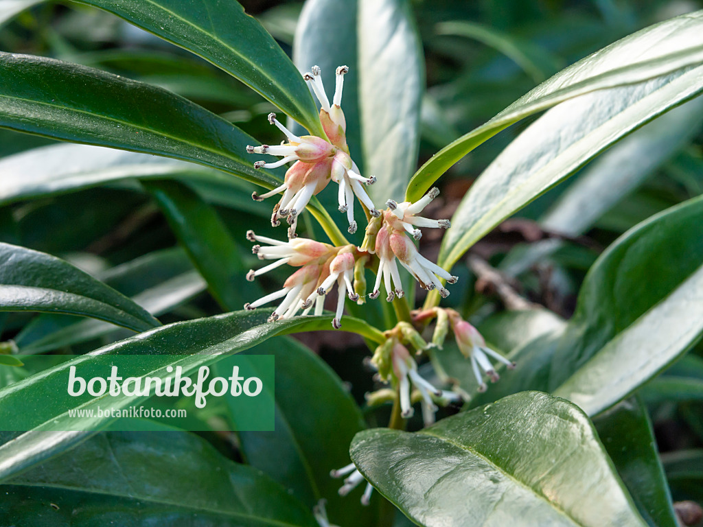 457020 - Sarcocoque (Sarcococca hookeriana var. humilis)