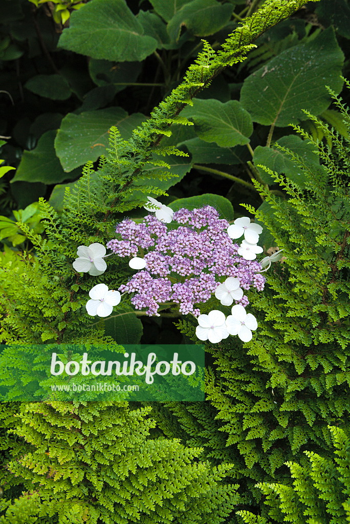 672041 - Sargent's hydrangea (Hydrangea aspera subsp. sargentiana) and soft shield fern (Polystichum setiferum 'Proliferum')