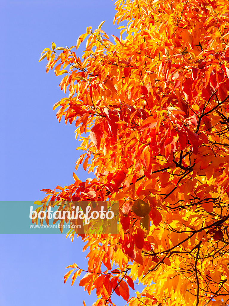 442118 - Sassafras albidum