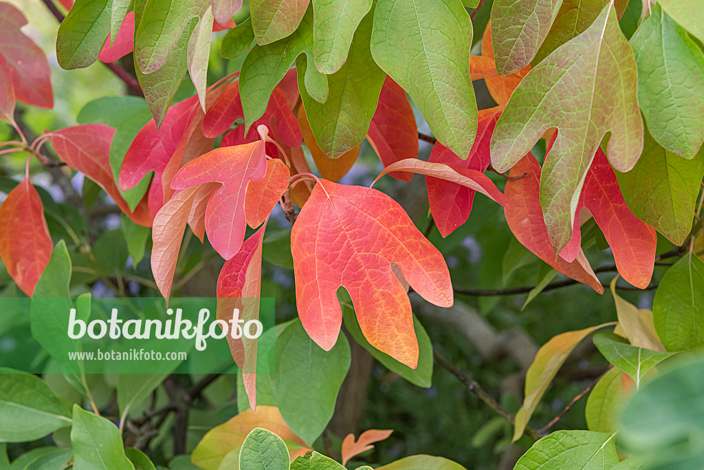 664425 - Sassafras albidum