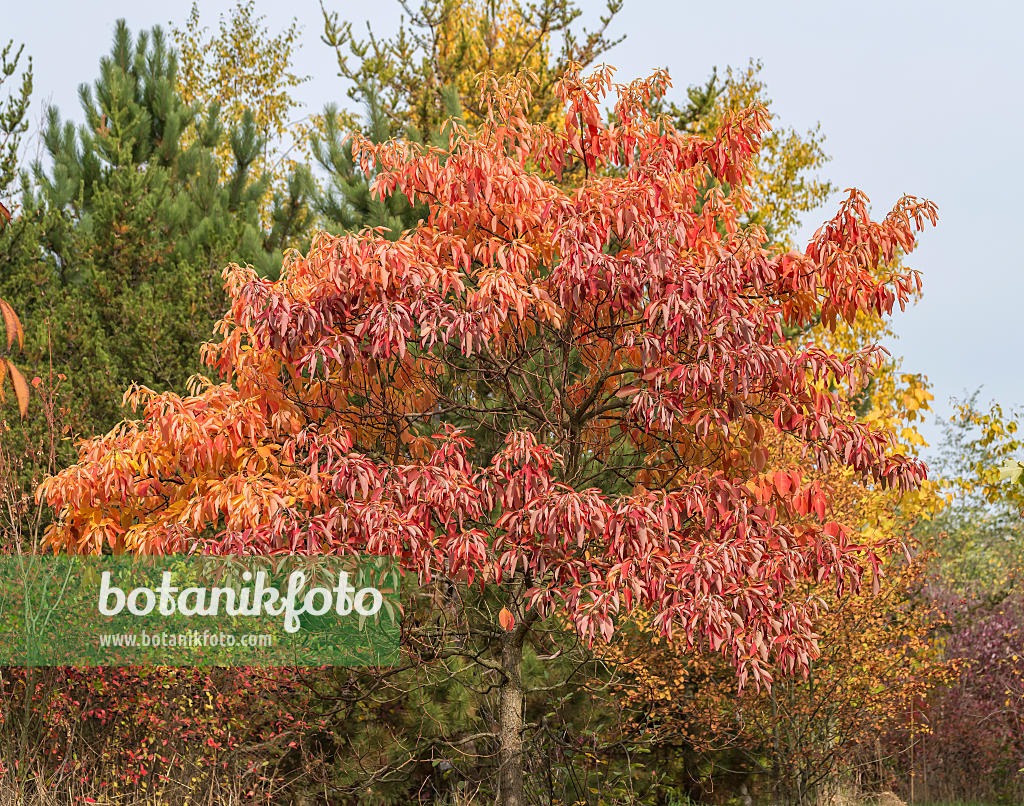 664426 - Sassafras albidum var. albidum