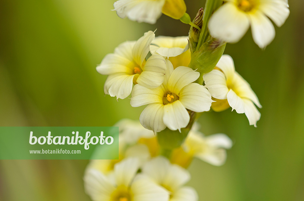 521171 - Satin flower (Sisyrinchium striatum)