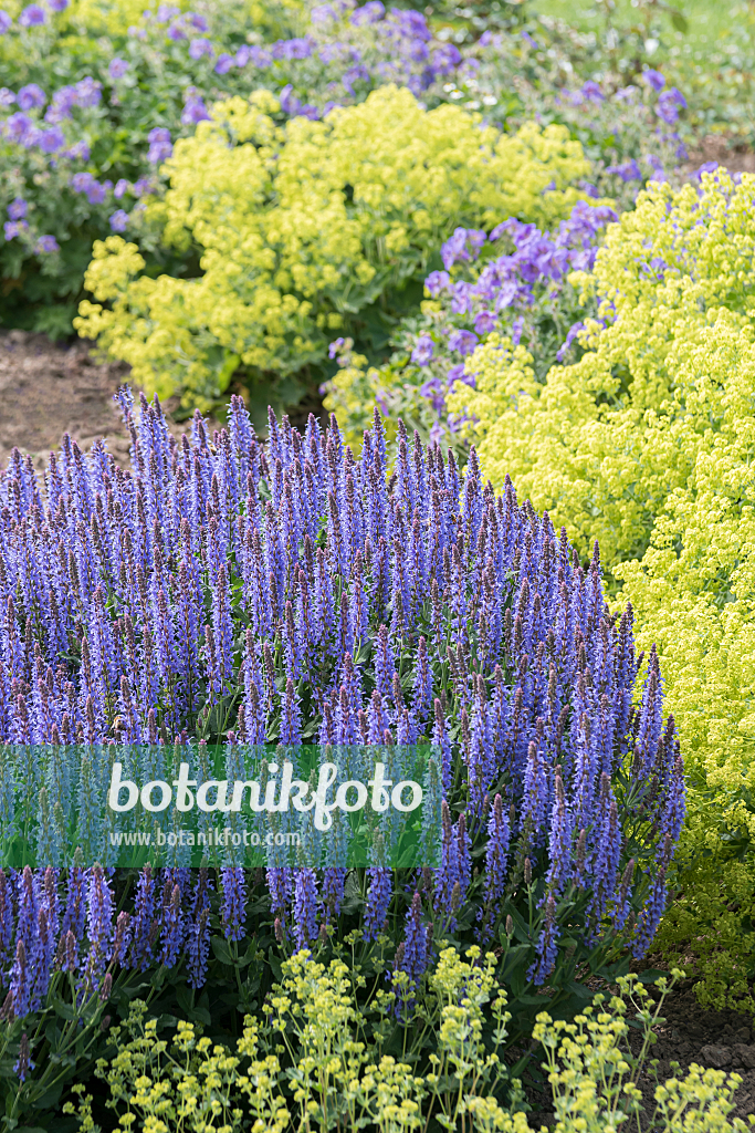 664419 - Sauge des bois (Salvia nemorosa 'Blauhügel')