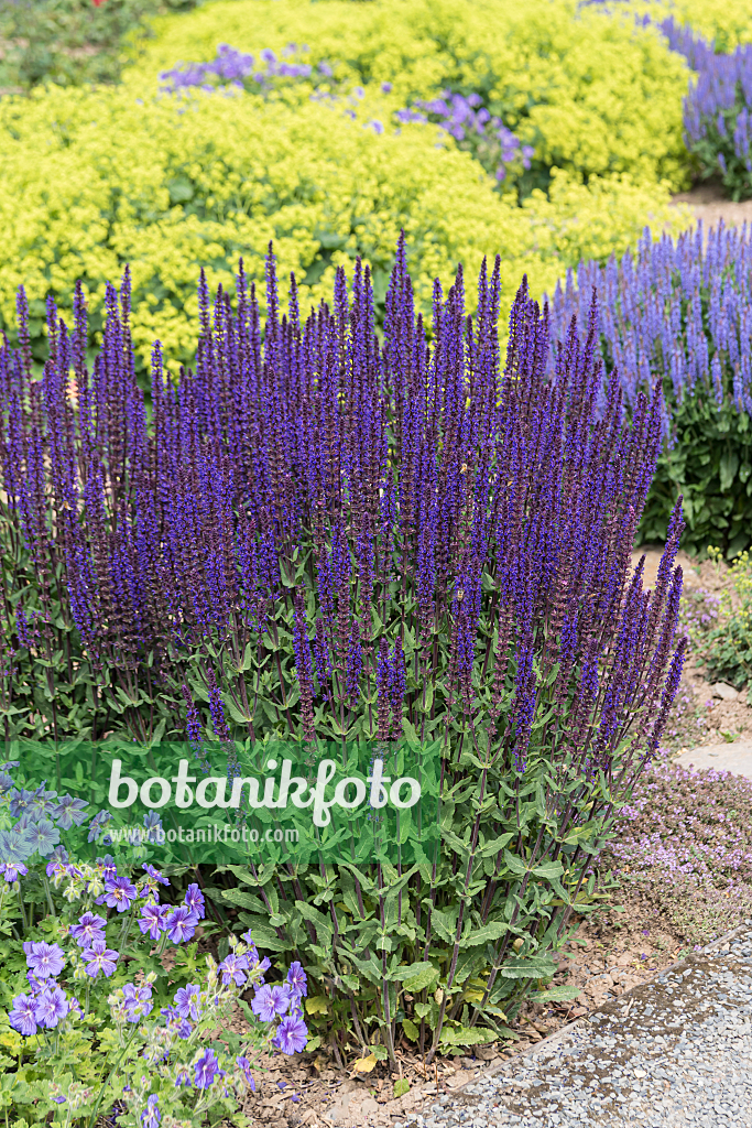 664420 - Sauge des bois (Salvia nemorosa 'Caradonna')