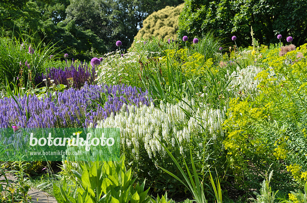497221 - Sauge des bois (Salvia nemorosa) et euphorbe (Euphorbia)