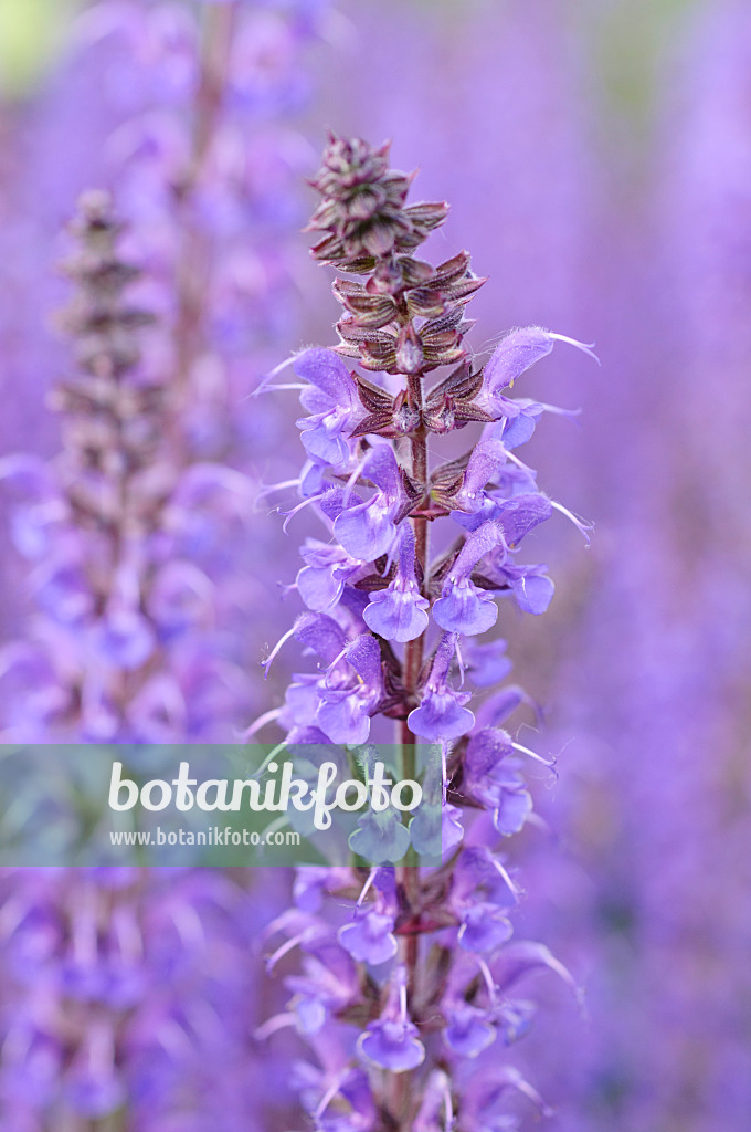 472388 - Sauge des bois (Salvia nemorosa 'Mainacht')