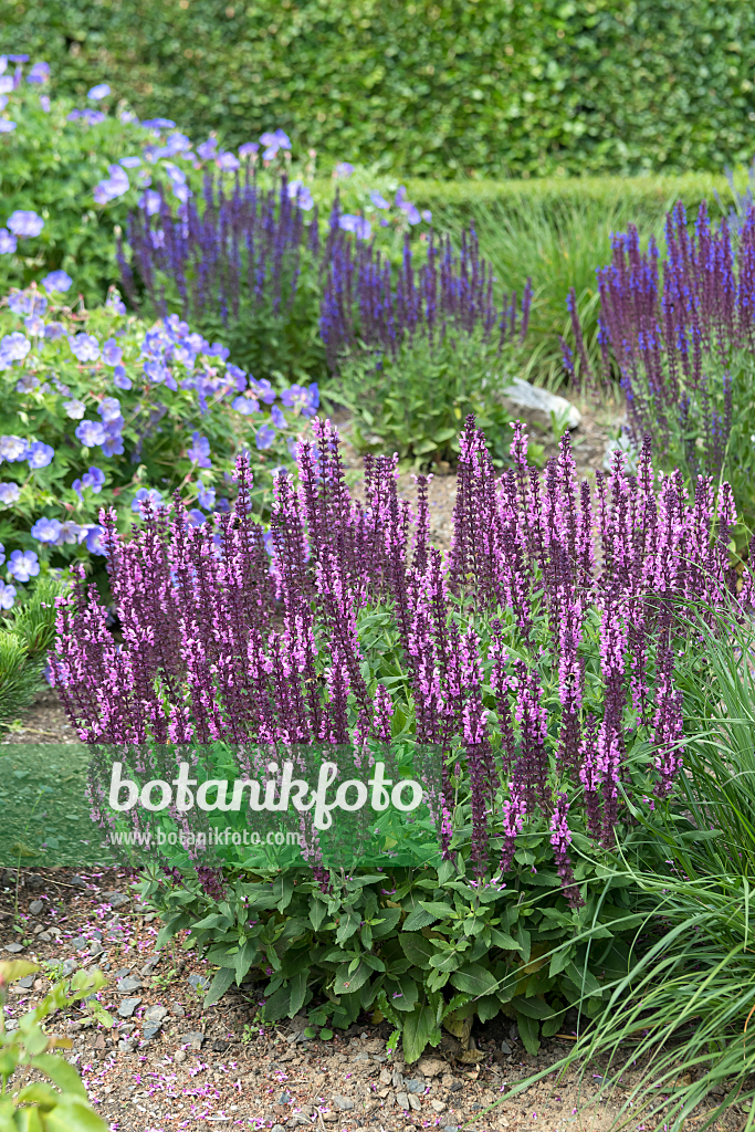 664421 - Sauge des bois (Salvia nemorosa 'Rose Queen')
