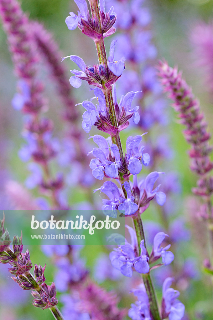 472338 - Sauge des bois (Salvia nemorosa 'Tänzerin')