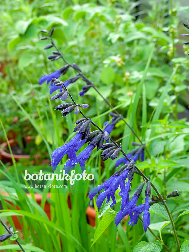 450055 - Sauge (Salvia guaranitica)