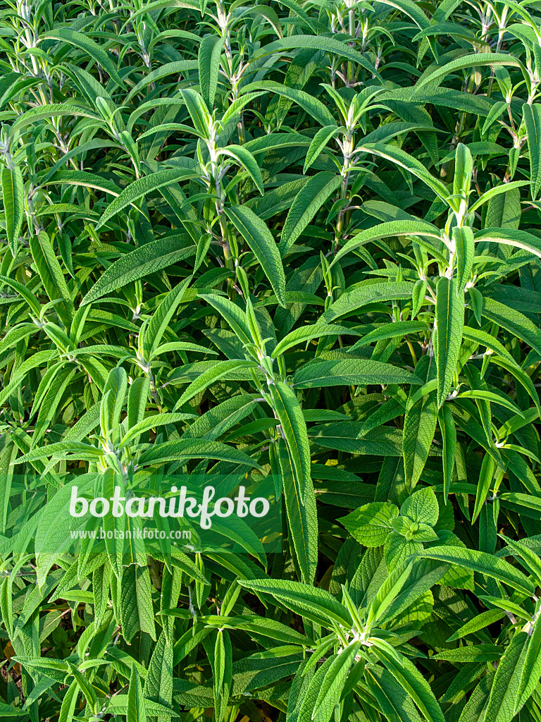 450062 - Sauge (Salvia leucantha)