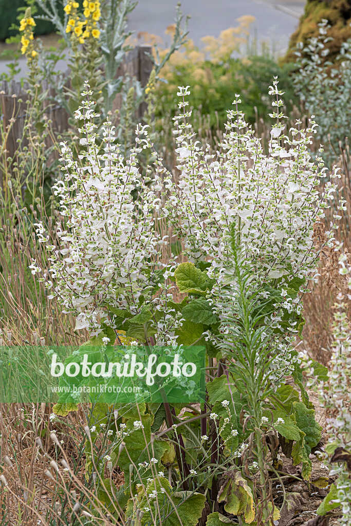 675364 - Sauge sclarée (Salvia sclarea 'Vatican White')