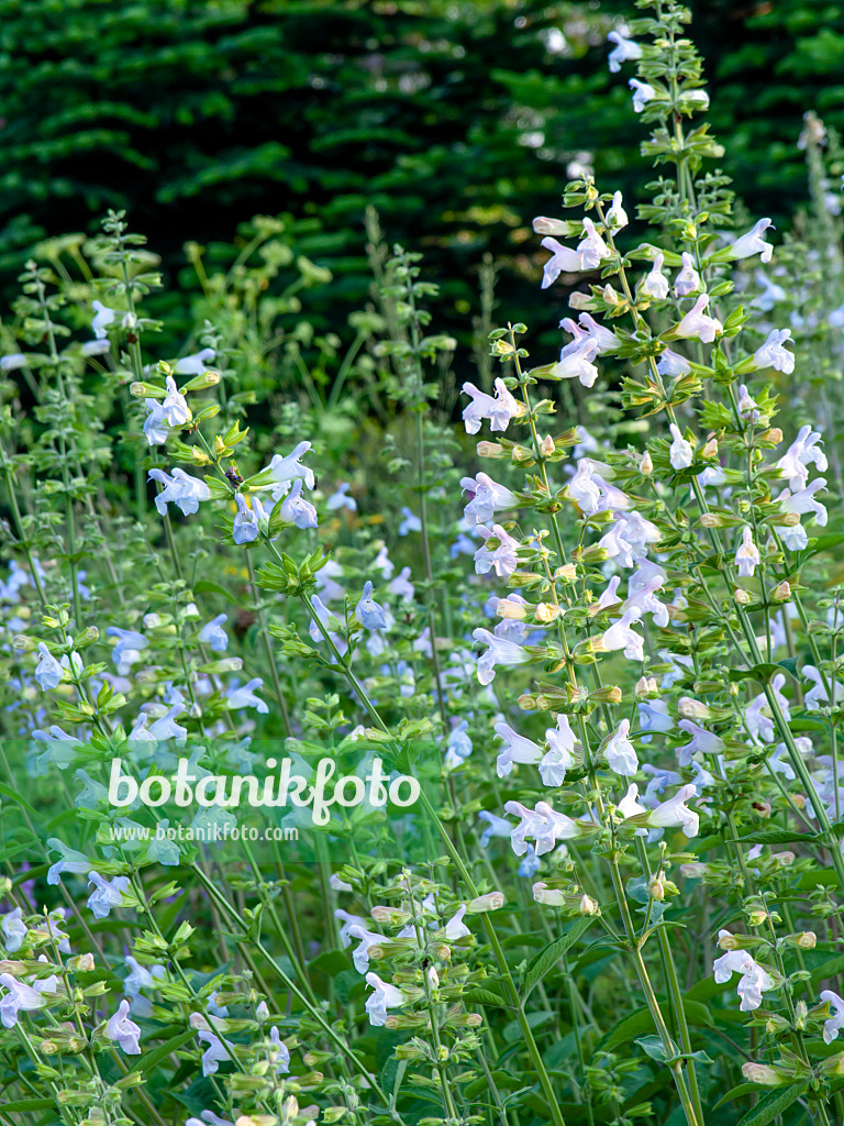 449041 - Sauge tomenteuse (Salvia tomentosa)