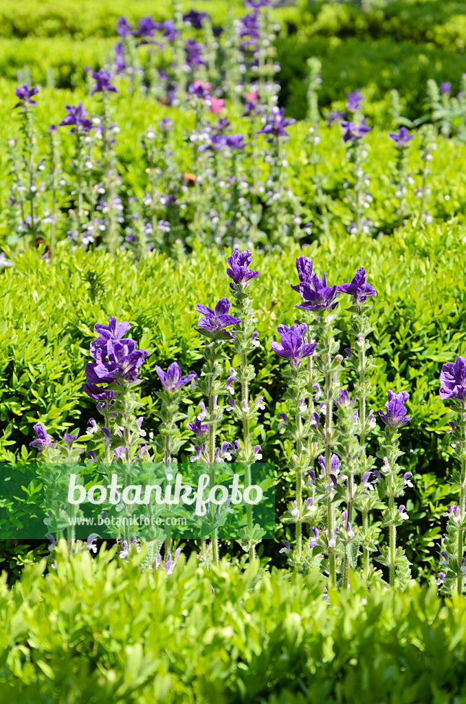 508154 - Sauge verte (Salvia viridis 'Marble Arch Blue' syn. Salvia horminum 'Marble Arch Blue') et buis de Corée (Buxus sinica var. insularis 'Justin Brouwers')