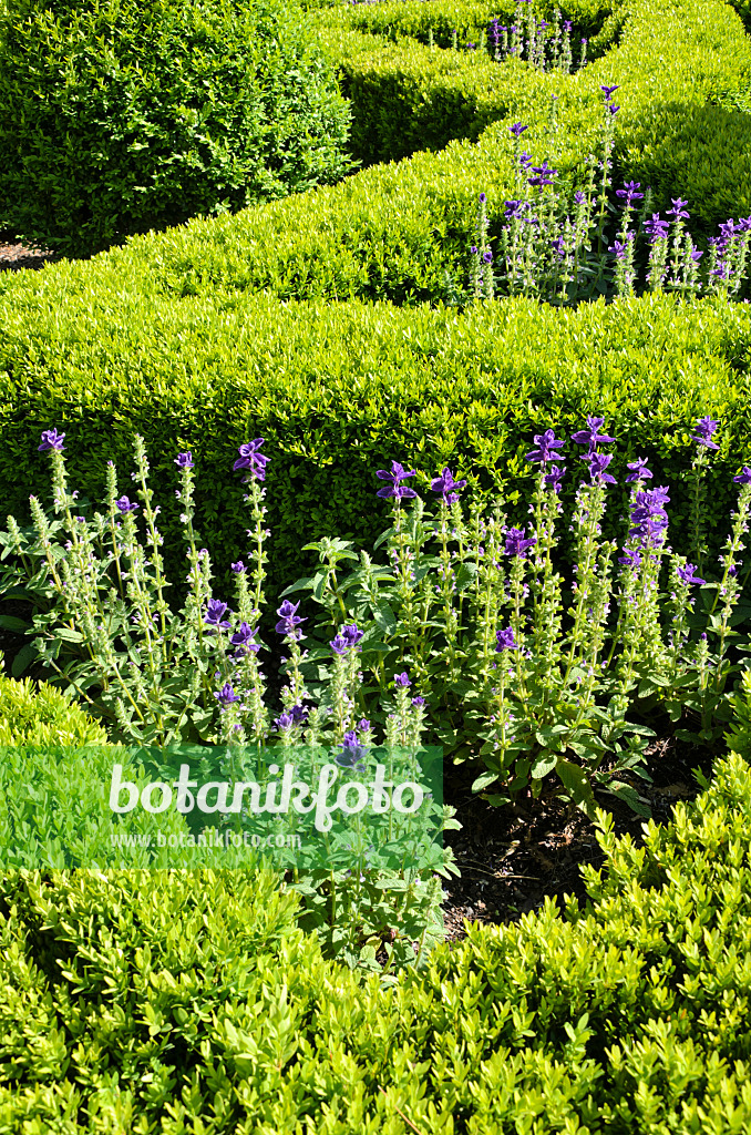 508191 - Sauge verte (Salvia viridis 'Marble Arch Blue' syn. Salvia horminum 'Marble Arch Blue') et buis de Corée (Buxus sinica var. insularis 'Justin Brouwers')