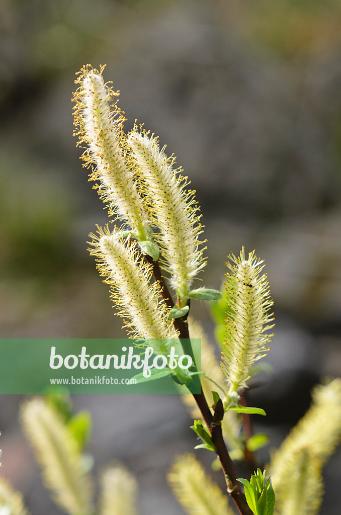 520024 - Saule à feuilles hastées (Salix hastata)