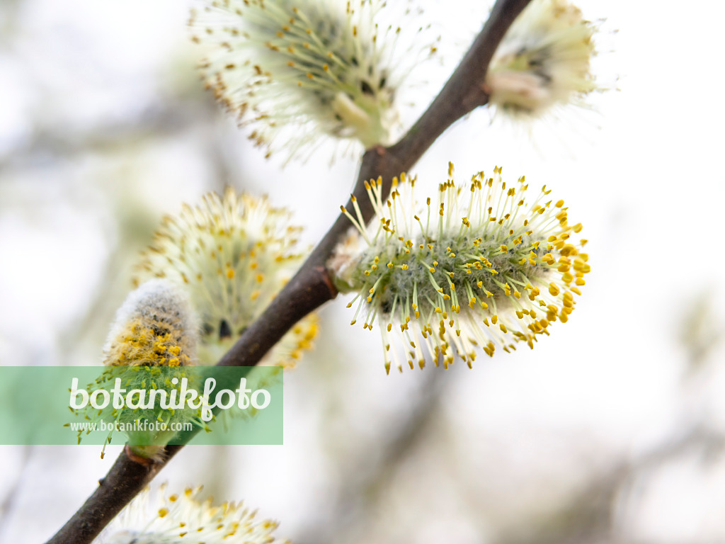 436225 - Saule cendré (Salix cinerea)