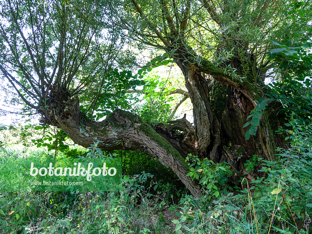428353 - Saule des vanniers (Salix viminalis)