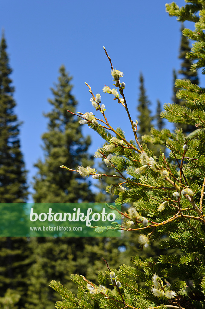 508369 - Saule discolore (Salix discolor)