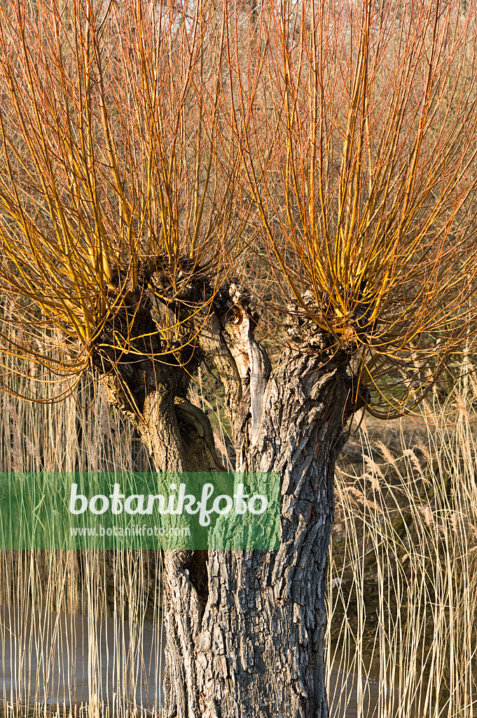 518099 - Saule en têtards (Salix)